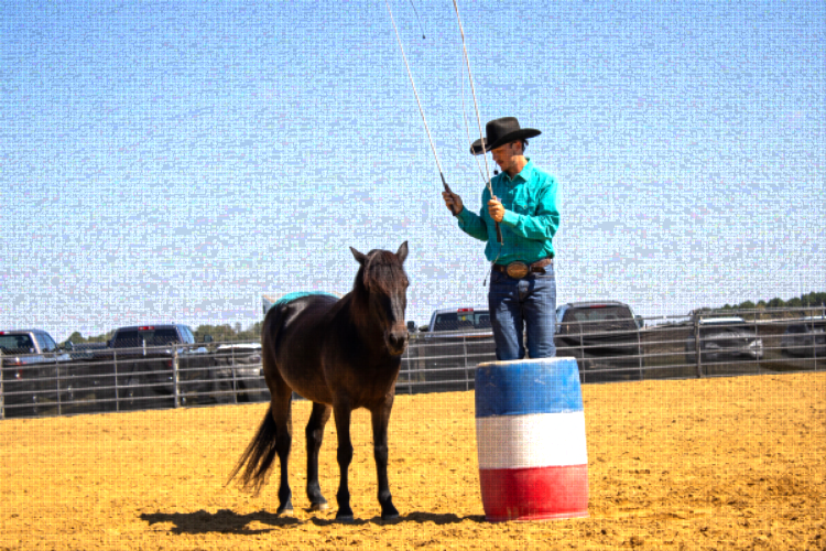 people and horses at the Sunbelt Ag Expo